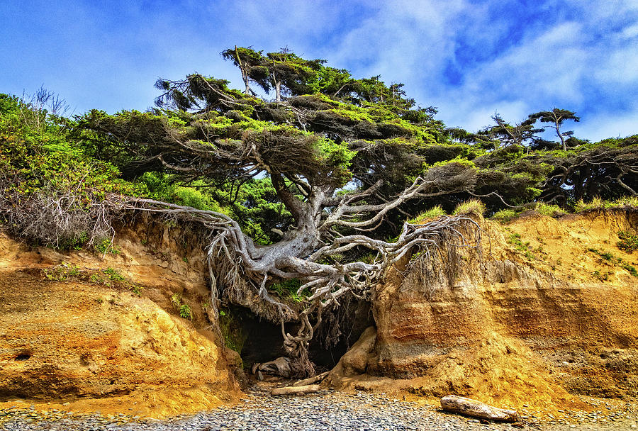 Kalaloch Tree of Life by Carolyn Derstine Kalaloch Tree of Life by Carolyn Derstine