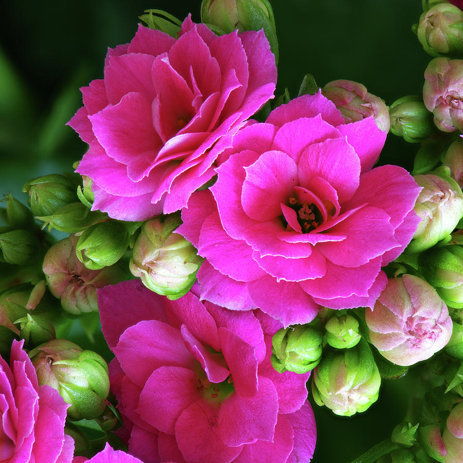 Kalanchoe Photograph by Chris Day