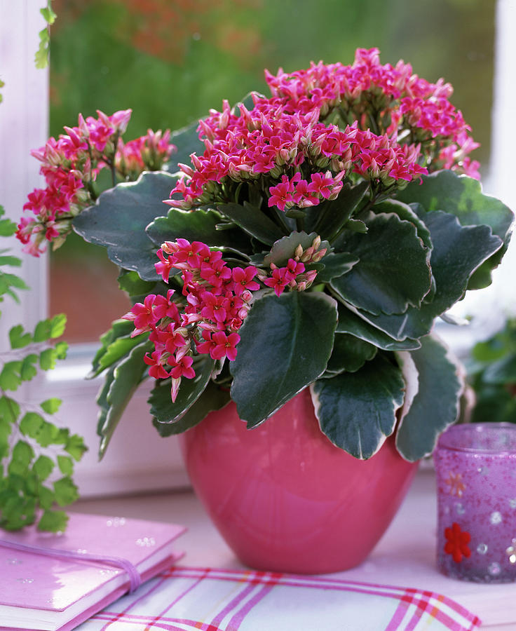 Kalanchoe 'emma' blazing Katy Photograph by Friedrich Strauss