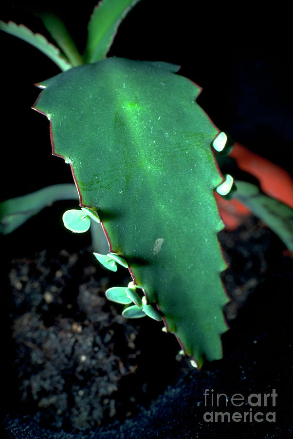 Kalanchoe Leaf. Photograph by Irene Windridge/science Photo Library