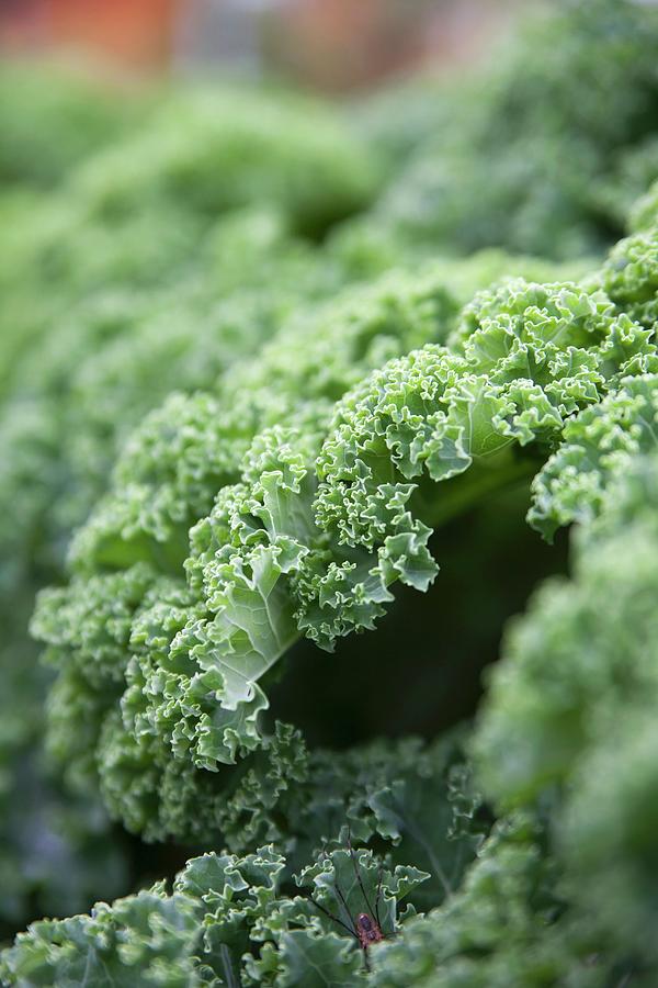 Kale Photograph by Claudia Timmann