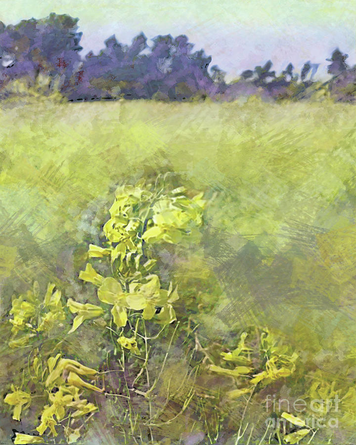 Kale Fields by CR Leyland Kale Fields by CR Leyland