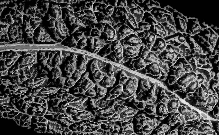 Kale leaf in black and white Photograph by Alessandra RC