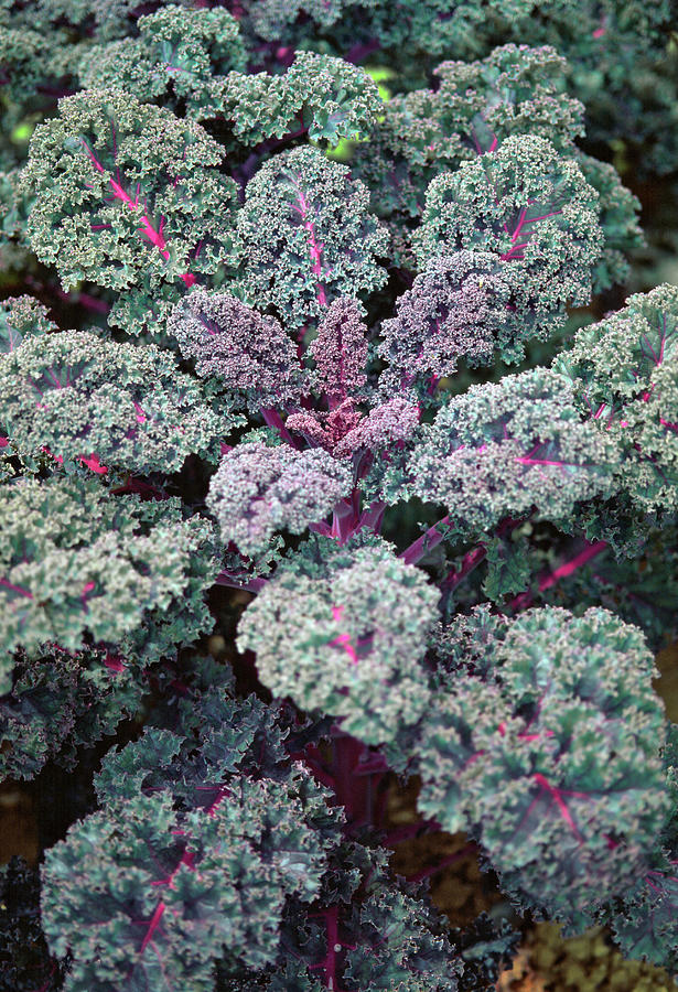 Kale red Bor Photograph by Friedrich Strauss