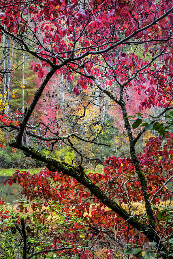 Kaleidoscope of Fall Colors Photograph by Debra and Dave Vanderlaan