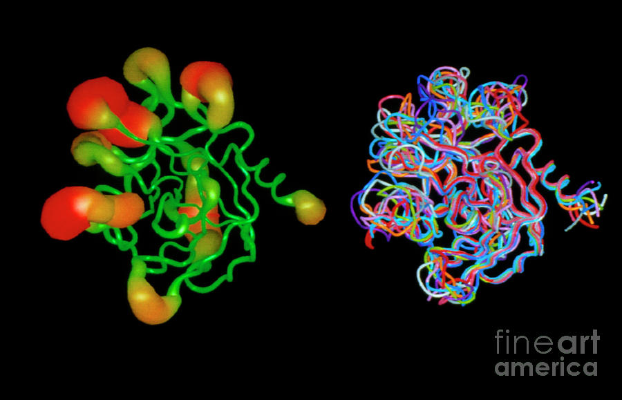 Kallikrein Protein Molecules Photograph by Biosym Technologies, Inc./science Photo Library