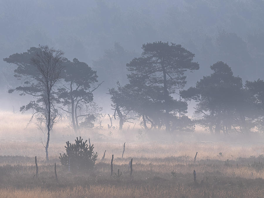 Kalmthoutse Heide With Ground Fog Photograph by Henk Goossens