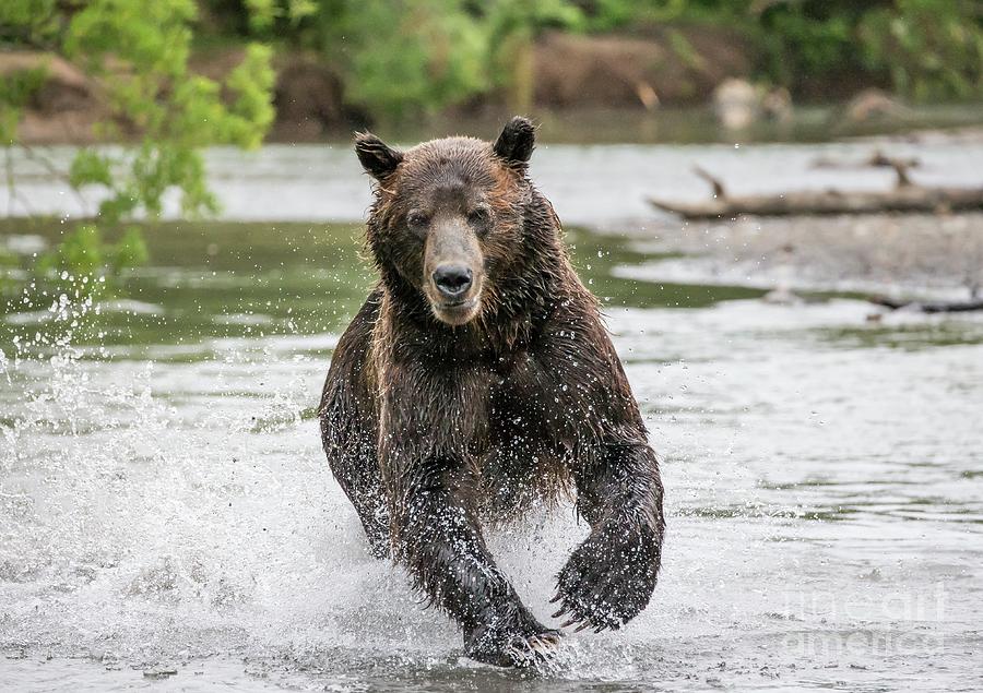 Kamchatka Brown Bear Running Along Riverbed Photograph by Peter J. Raymond/science Photo Library