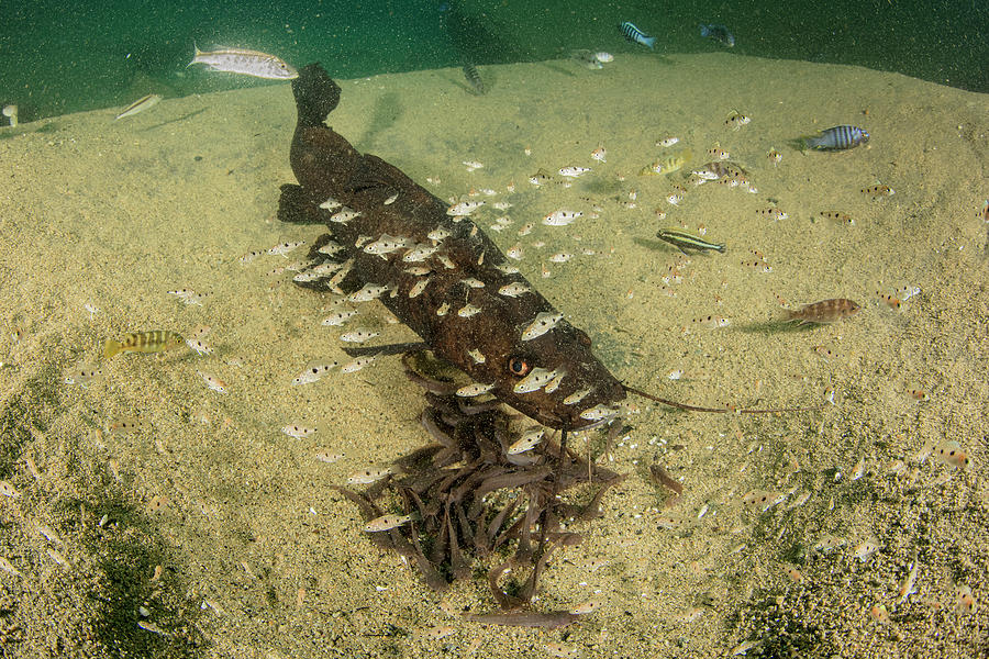 Kampango Catfish Guarding Young In Nest In Sandy Bottom. Photograph by ...