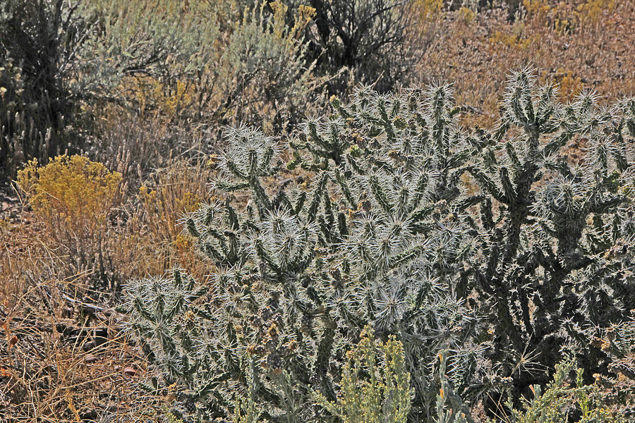 Kanab Cactus and Scrub_6156.jpg Photograph by David Frederick