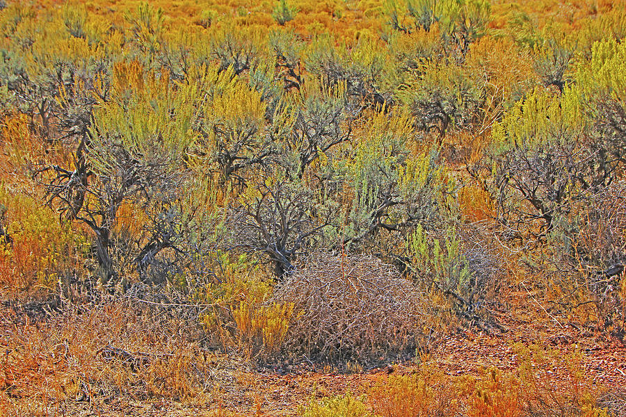 Kanab desert autumn scrub yellows oranges browns blacks Photograph by David Frederick