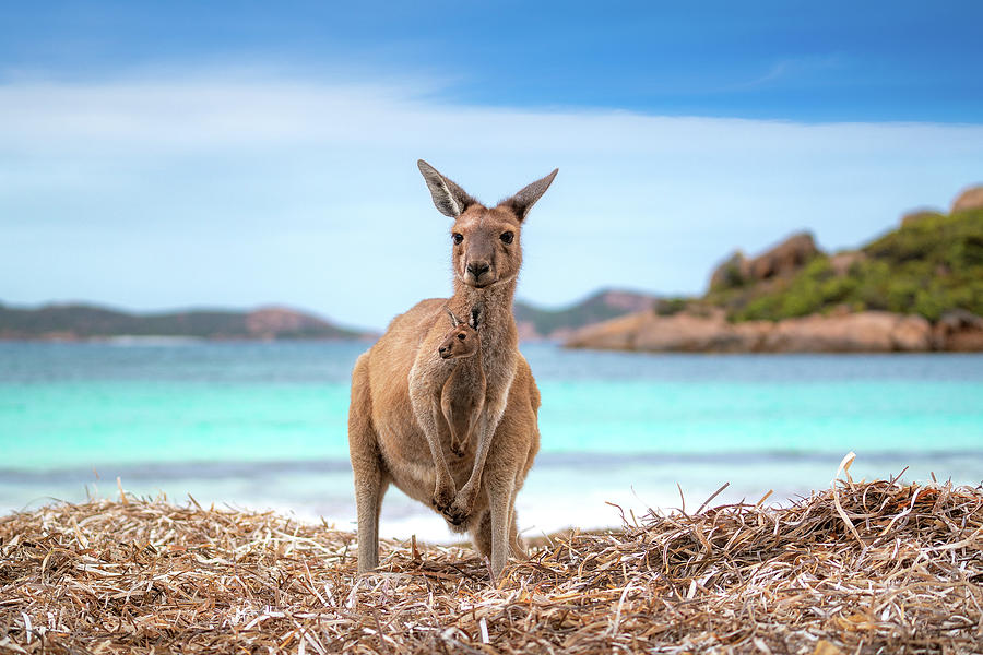 Kangaroo 0n the Lucky beach western Australia Photograph by Anek Suwannaphoom