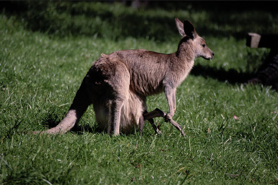 Animal Photograph - Kangaroo 1a by Robert K. Jones