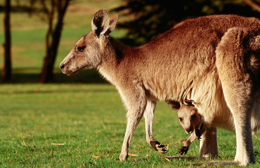 Kangaroo And Joey On Bellarine Photograph by John Banagan
