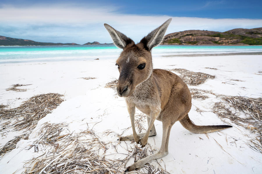 Kangaroo at Lucky Bay in the Cape Le Grand National Photograph by Anek ...