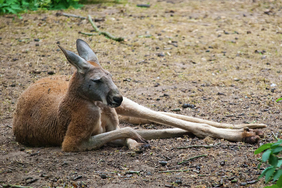 Kangaroo Photograph by Elizabeth Livermore