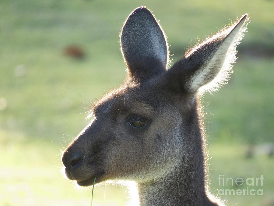 Kangaroo Face Photograph by Christy Garavetto