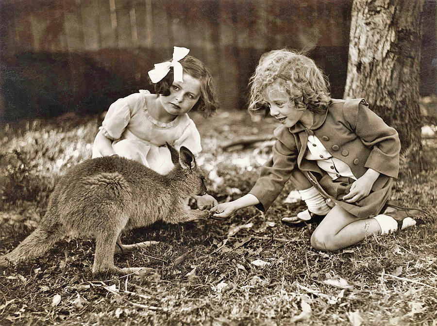 Kangaroo  girls, ca. 1925-45 by Sam Hood Painting by Celestial Images