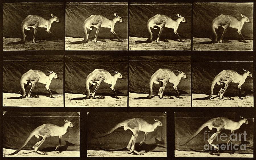 Kangaroo Jumping Photograph by The Getty/science Photo Library