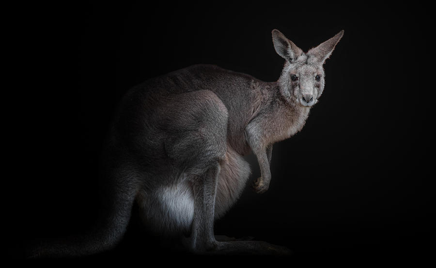Kangaroo Photograph by Kamera