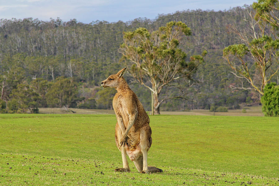 Wildlife Photograph - Kangaroo Look by Incredi