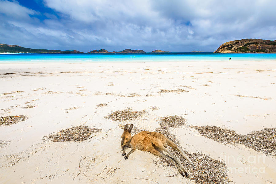 kangaroo lying at Lucky Bay Photograph by Benny Marty