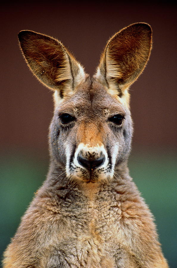 Kangaroo Macropus Sp., Head-shot Photograph by Art Wolfe Kangaroo Macropus Sp., Head-shot Photograph by Art Wolfe