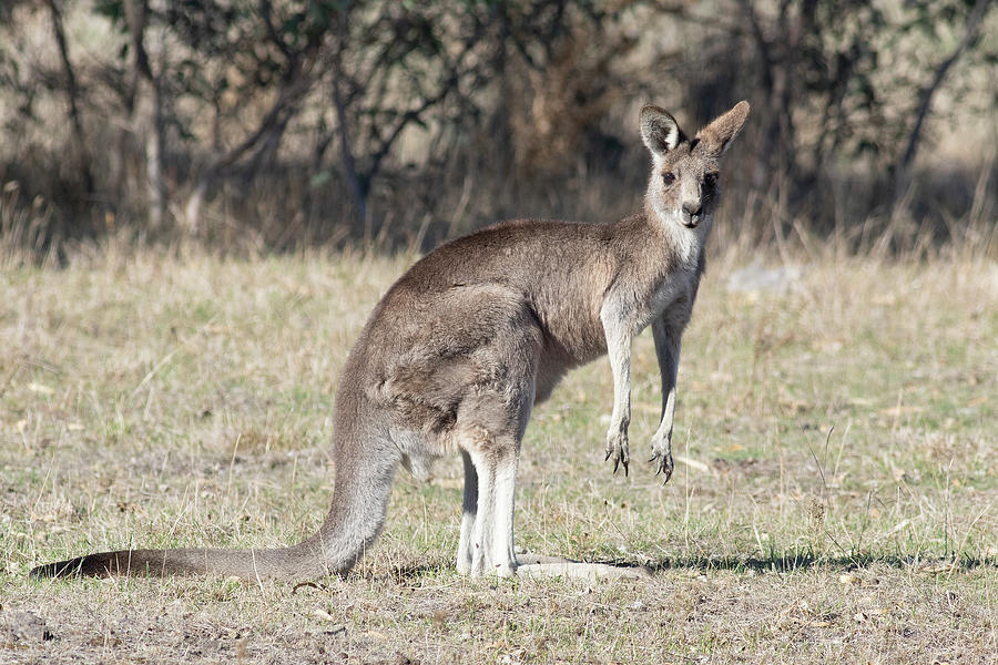 Kangaroo Photograph by Masami IIDA