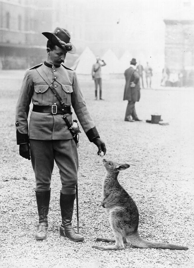 Kangaroo Mascot Photograph by Hulton Archive