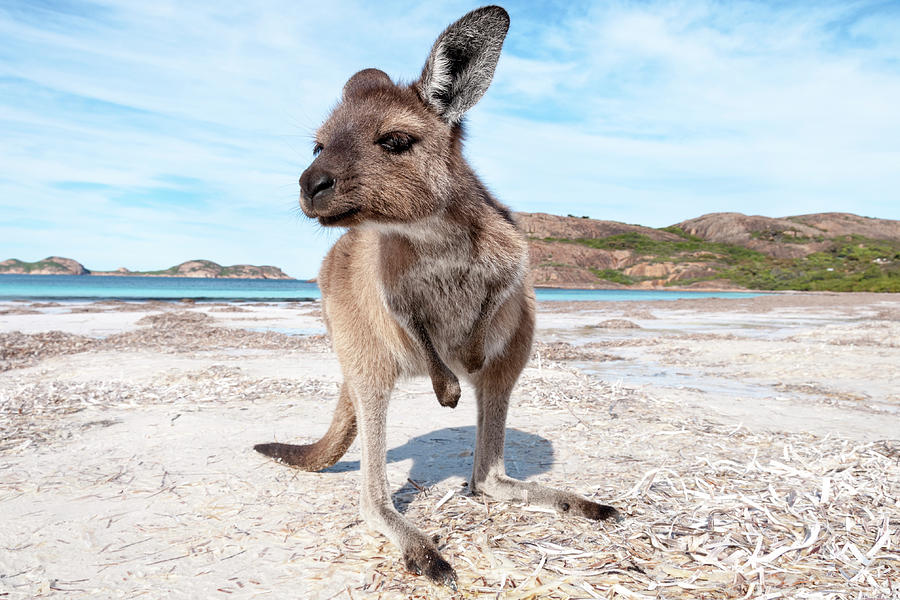 Kangaroo on the beach Australia Pyrography by Franco Schettini - Fine ...