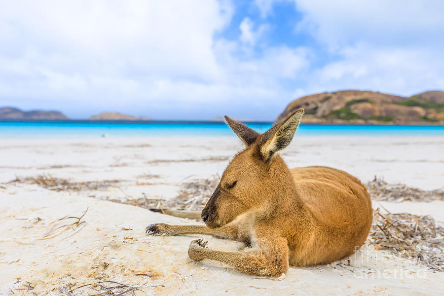 Kangaroo On White Sand Photograph by Benny Marty