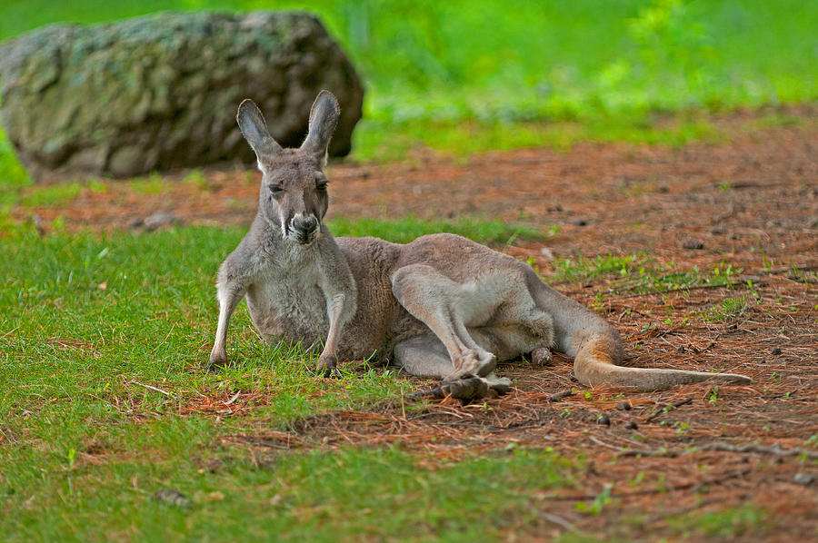 Kangaroo Photograph by Paul Mangold