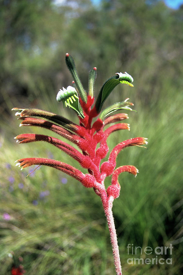 Kangaroo Paw Flower Photograph by Adrian T Sumner/science Photo Library ...