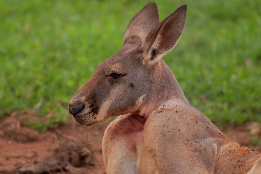Kangaroo portrait profile by Chris Flees Kangaroo portrait profile by Chris Flees