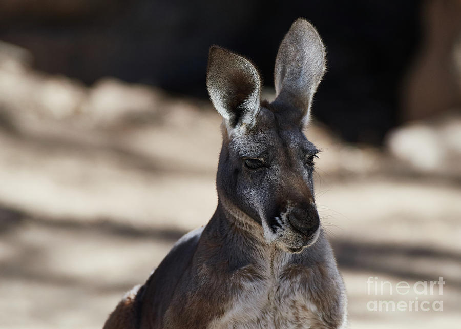 kangaroo Portrait Photograph by Robert WK Clark
