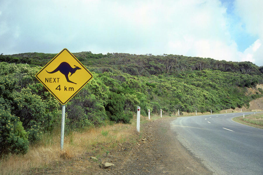 Kangaroo Road Sign Photograph by Jerry Griffin - Pixels