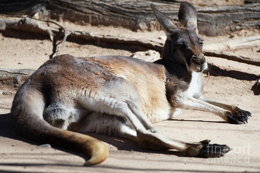 Kangaroo Photograph by Robert WK Clark
