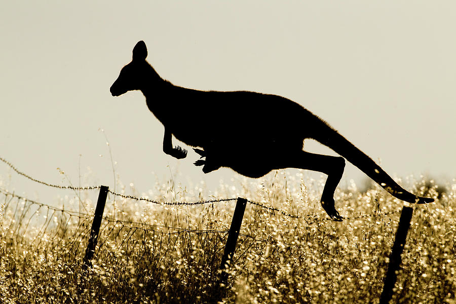 Kangaroo With Joey Hopping The Fence Photograph by Sebastian Kennerknecht