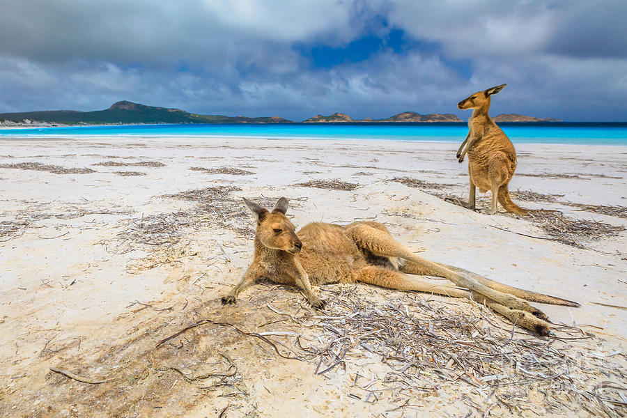 kangaroos at Lucky Bay Photograph by Benny Marty
