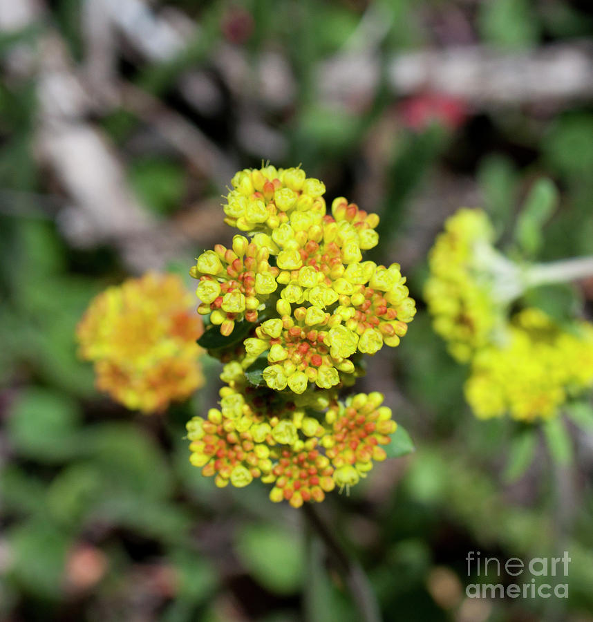 Kannah Creek Sulfur Flower Photograph by Julia McHugh
