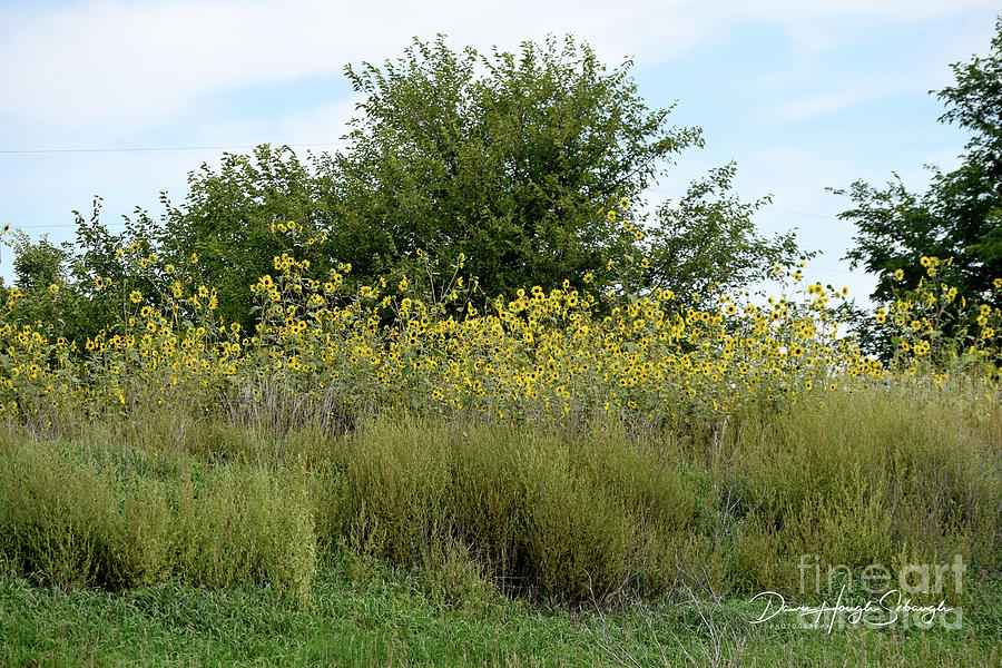 Kansas Sunflowers Photograph by Dawn Hough Sebaugh