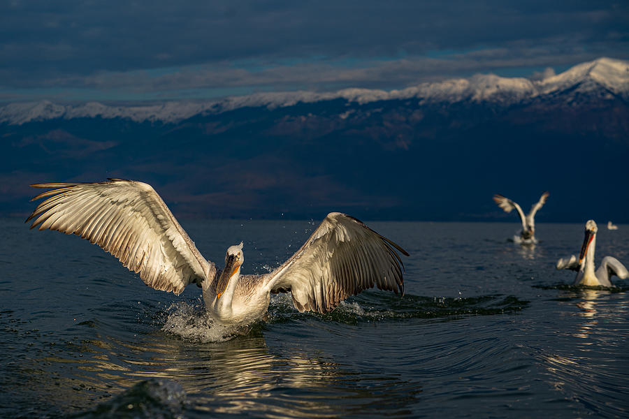 Karate Kid Photograph by Marius Tudor - Fine Art America