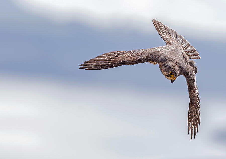 Falcon Photograph - Karearea 78 by Kurien Yohannan