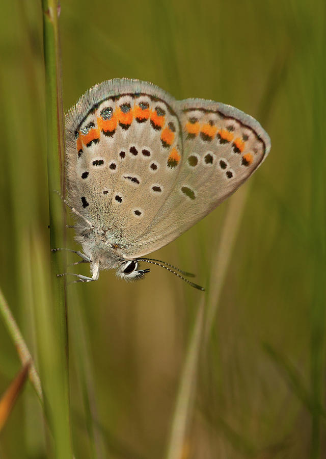 Karner Blue Butterfly Photograph by Gerald DeBoer