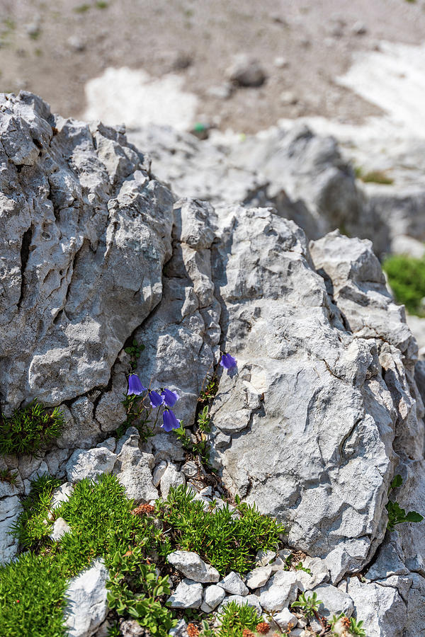 Karst Garden. Between Rocks And Flowers Photograph