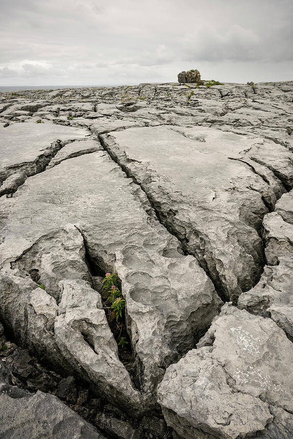 Look Photograph - Karst Landscape The Burren, County Clare, Ireland, Europe by Gnther Bayerl