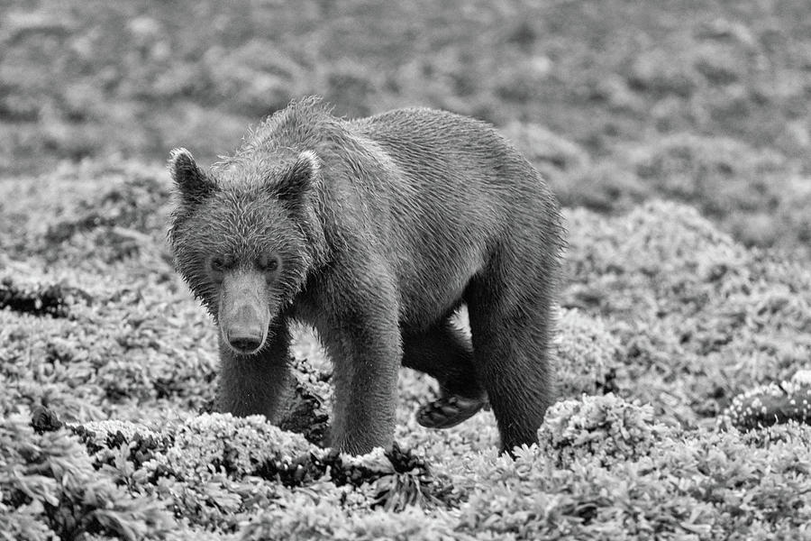 Katmai Bear in Monochrome Photograph by Mark Hunter