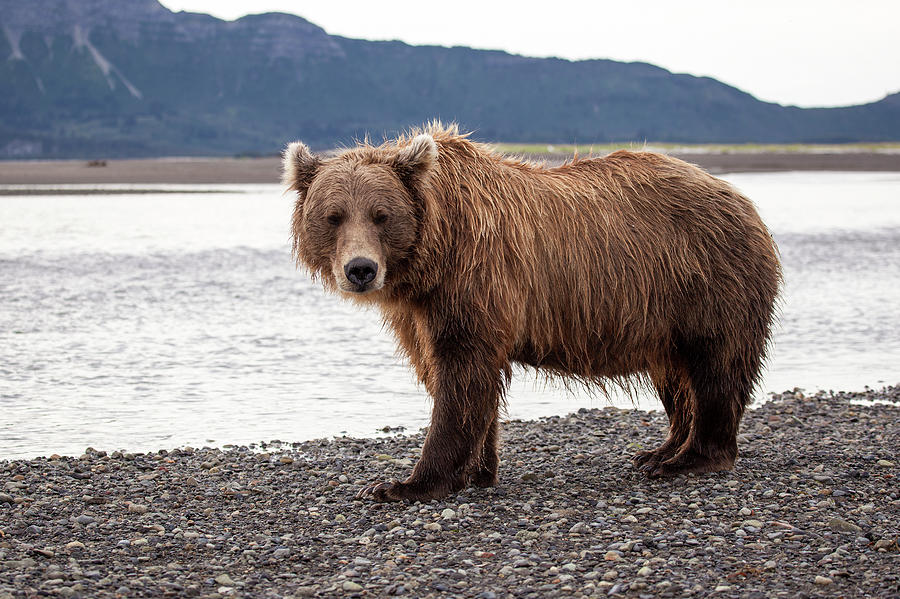 Katmai Brown Bear Photograph by Daniel A. Leifheit