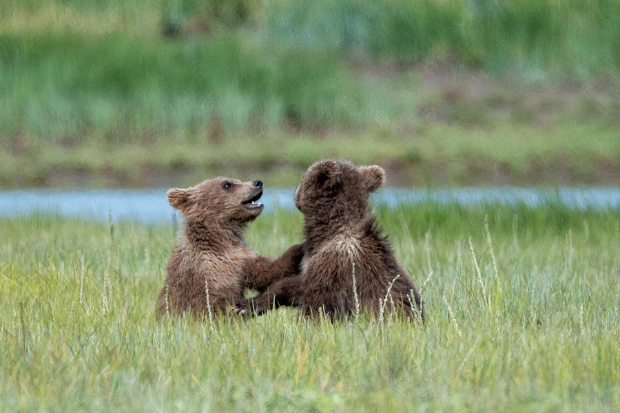 Katmai Cubs Photograph by Mark Hunter