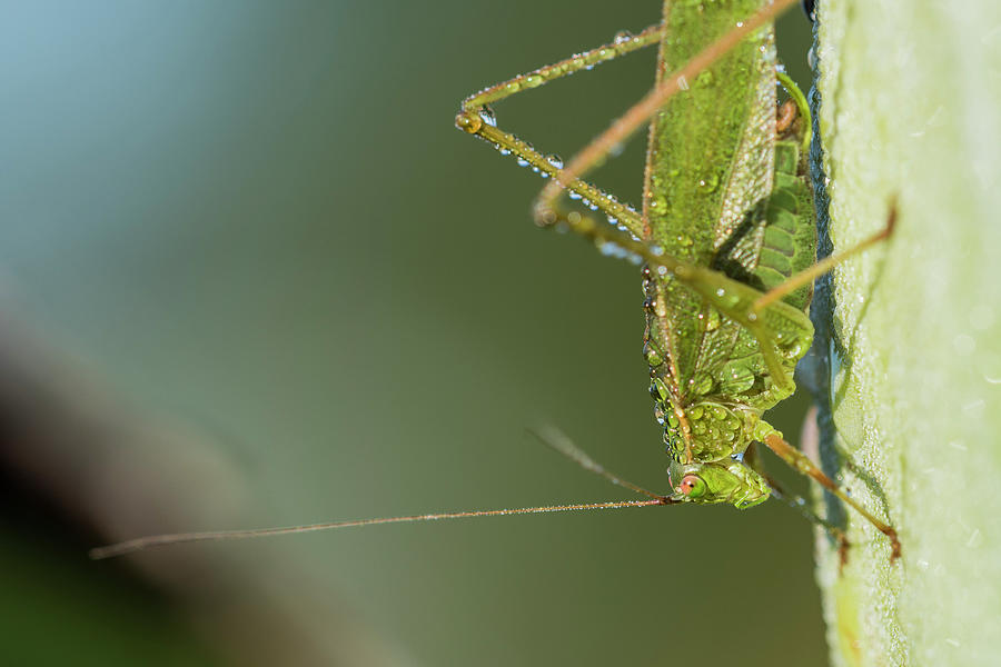 Katydid in the Morning Photograph by Robert Potts